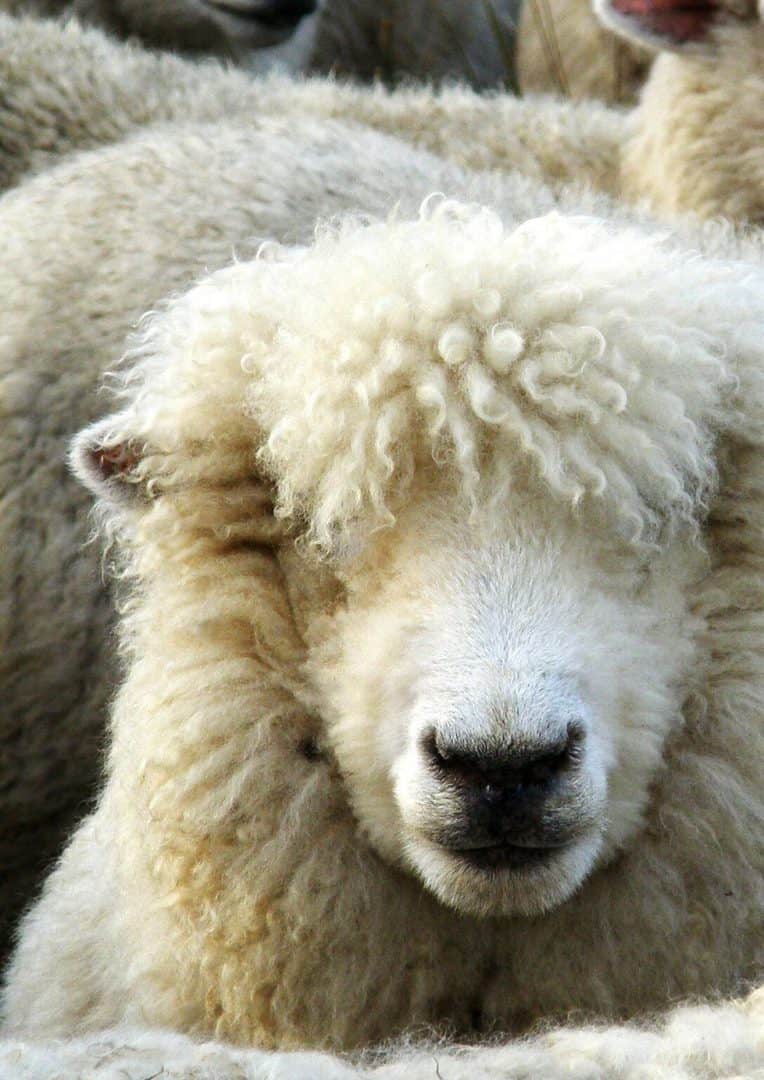 Wool carpets will help you breath easier.. Norms Carpet Cleaning